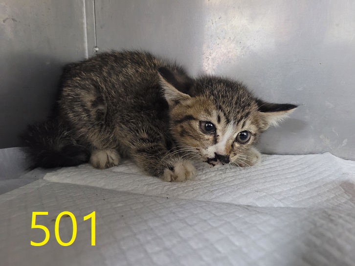 보호중 한국 고양이…